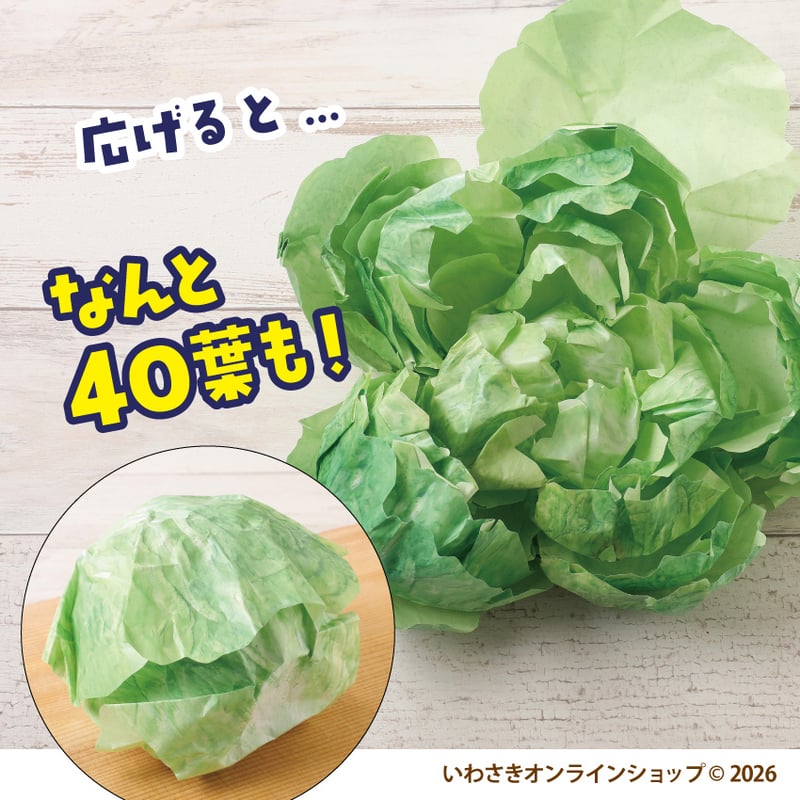 書けるレタス【スタッフセレクト商品】 | IWASAKI Online Shop