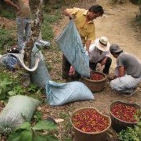 中米　ニカラグア　パブロベラスケス農園／Pablo　Velasques