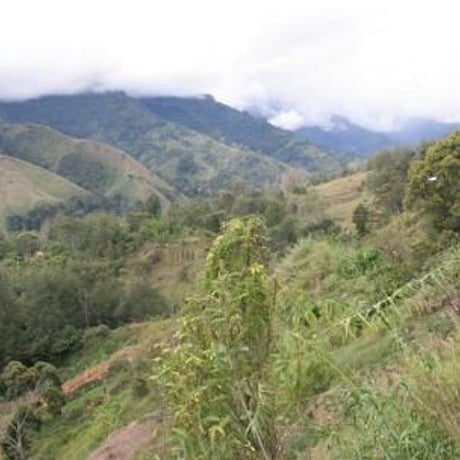 [送料無料]宣教師によって持ち込まれた修道院のコーヒー　パプアニューギニア　天空の森で栽培されたコーヒー300ｇ　￥1380　ご注文後に焙煎いたします