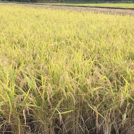 【安心の契約栽培米】長崎県平戸の棚田米なつほのか　5ｋｇ