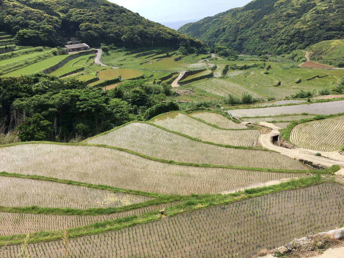 1【棚田米／ご予約品】単一生産米／安心安全／お米／コシヒカリ／安い／20キロ fk-g30.jpg