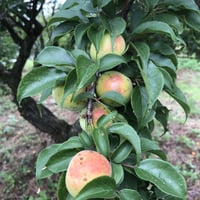 南高梅3Kg 梅干し用 自然栽培2年目 | 地球農園