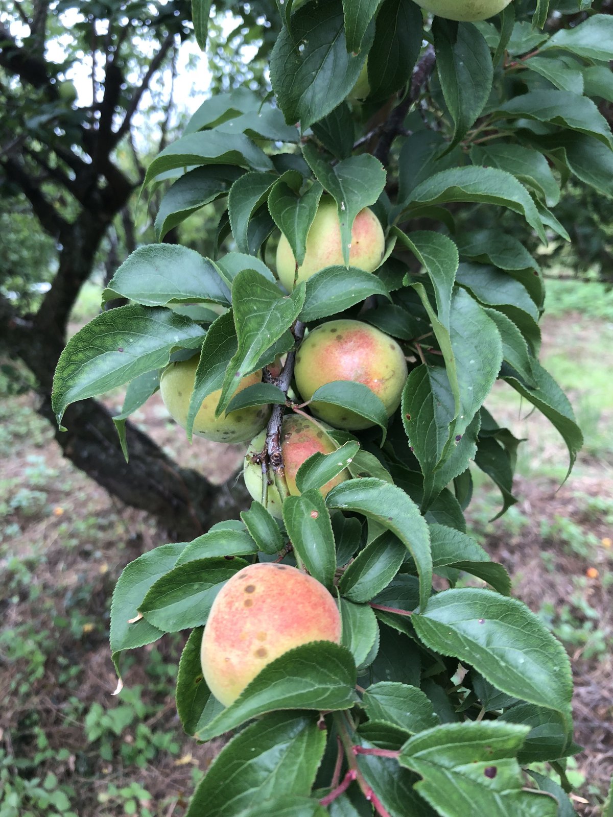 自然栽培20年完熟南高梅10kg(予約受付) | 地球農園