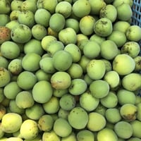 梅干し、梅酒などに完熟南高梅5Kg(予約受付)自然栽培20年 | 地球農園