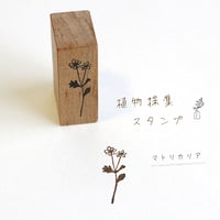 植物採集スタンプ：７『マトリカリア』
