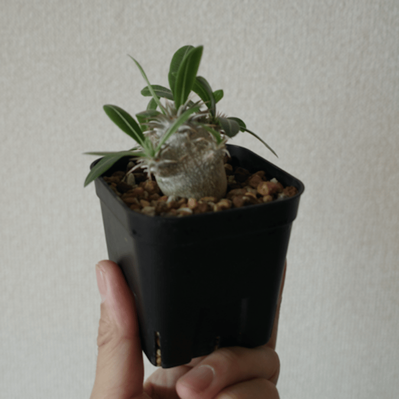 Pachypodium Densicaule/パキポディウム デンシフローラム(恵比寿大黒)