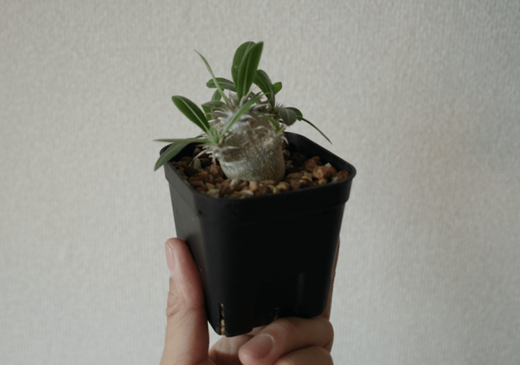 Pachypodium brevicaule xdensiflorum恵比寿大黑 (Pachypodium Pachypodium brevicaule xdensiflorum恵比寿大黑 (Pachypodium
