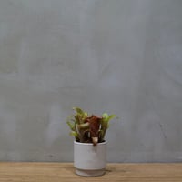 ブロメリア/Bromeliaceae