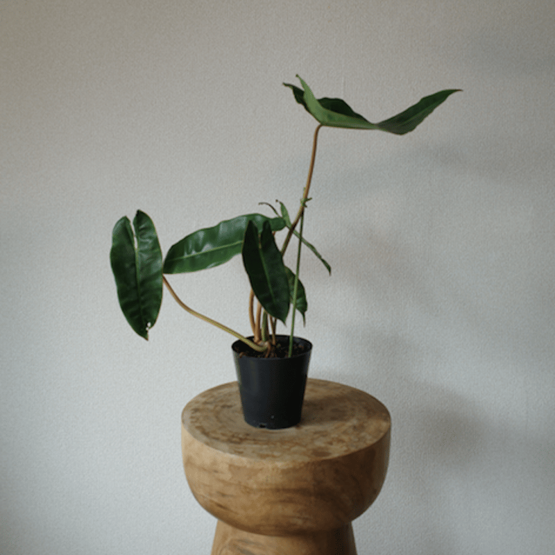 Philodendron Billietiae/フィロデンドロン ビレッティア | GREEN...