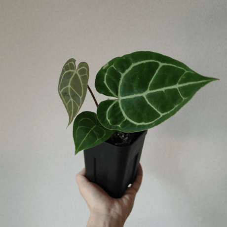 CATEGORY 観葉植物 | GREEN SUPPLY_LUVONICAL CATEGORY 観葉植物 | GREEN SUPPLY_LUVONICAL