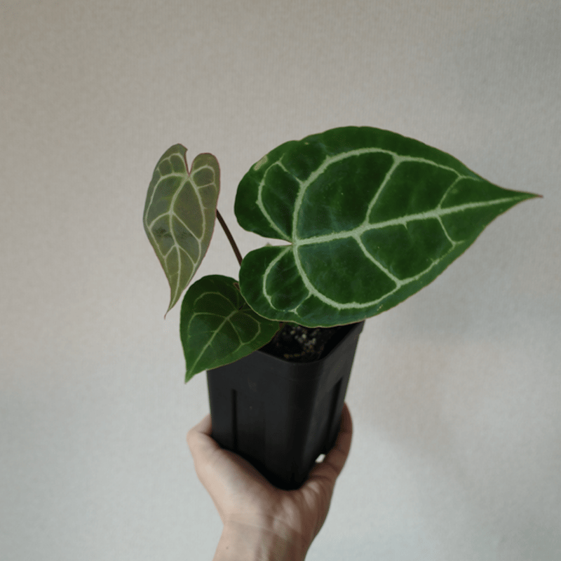 Anthurium Crystallinum/アンスリウム クリスタリナム | GREEN S