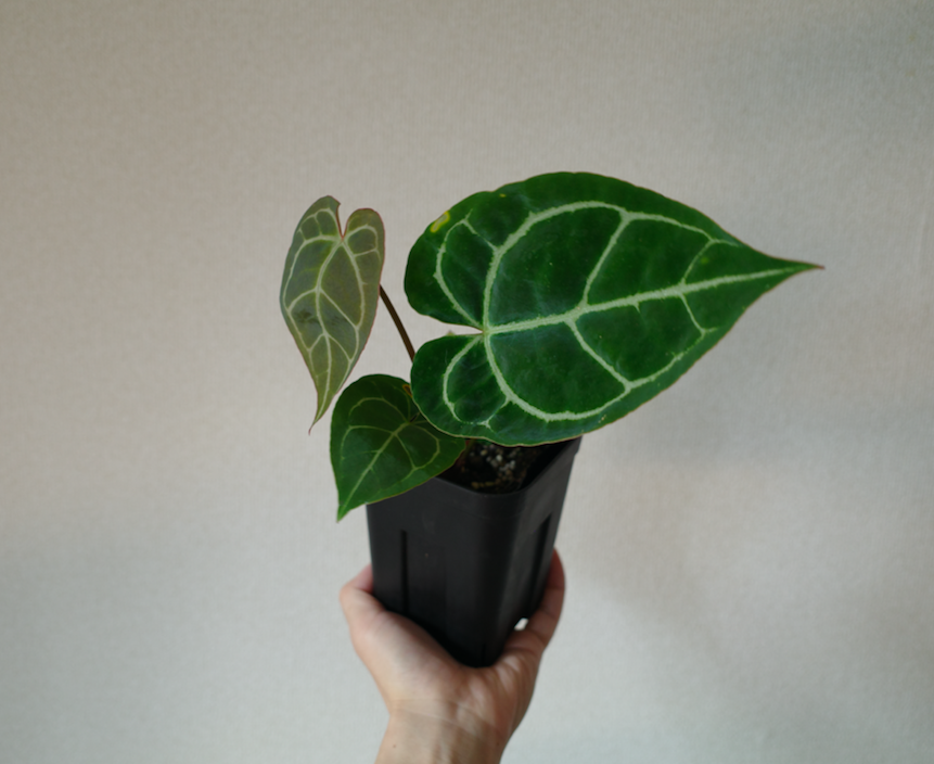 Anthurium Crystallinum/アンスリウム クリスタリナム | GREEN S