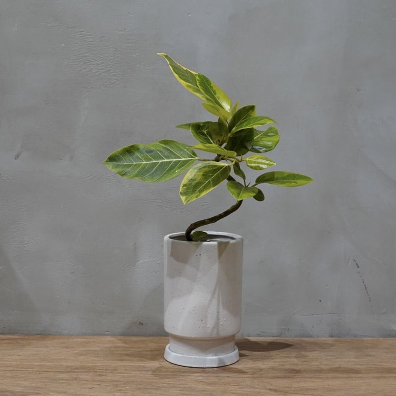 フィカス　アルテシーマ 観葉植物 フィカス アルテシーマ 10号 曲り アルマ ミドル 付き