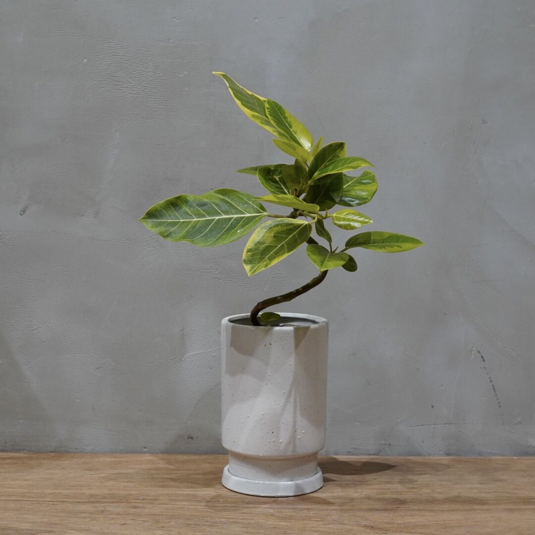 フィカス アルテシーマ/Ficus altissima | GREEN SUPPLY_LUVO