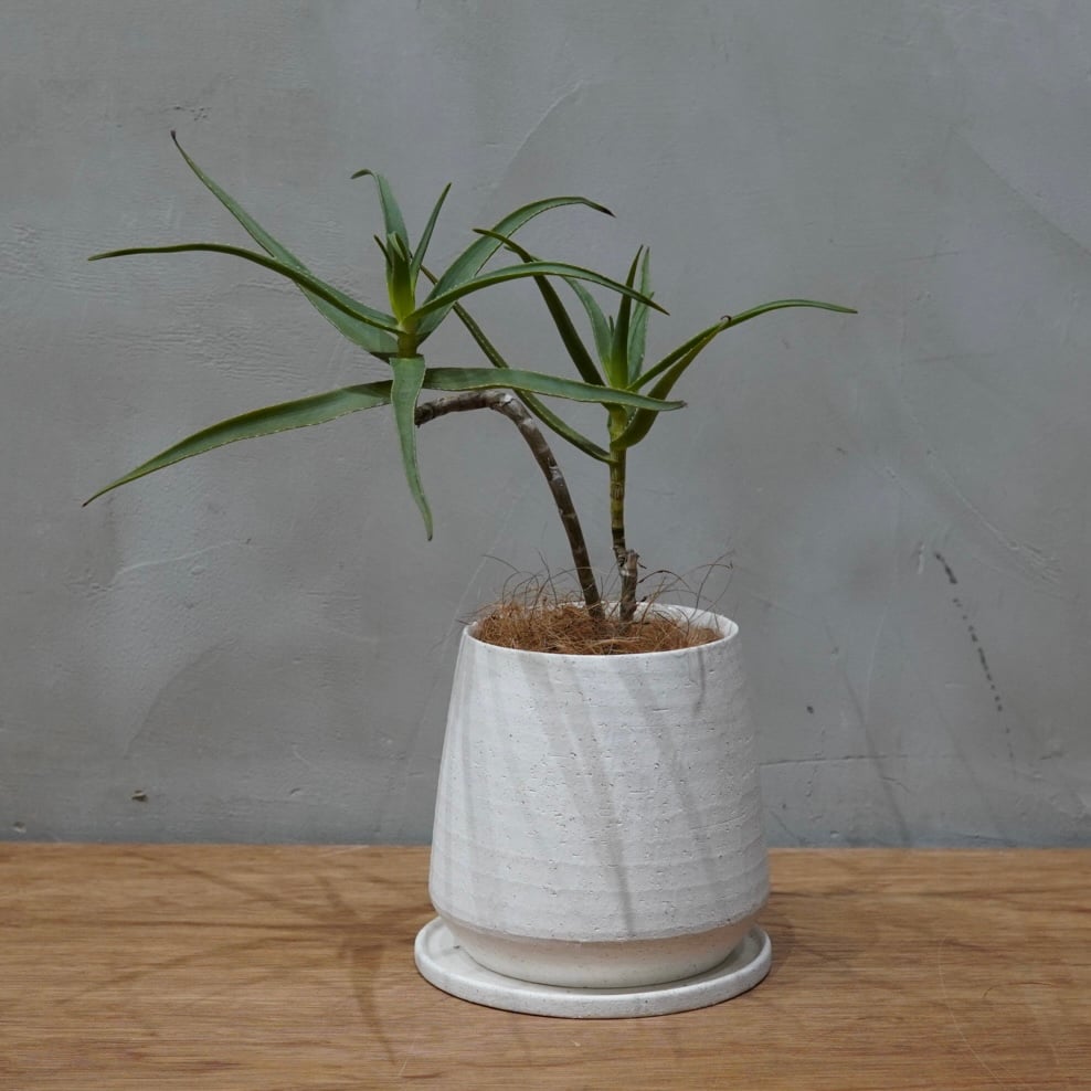 レア✨アロエ lavaqueen 子株 アロエ/aloe | GREEN SUPPLY_LUVONICAL