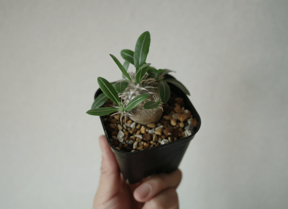 Pachypodium Densicaule/パキポディウム デンシフローラム