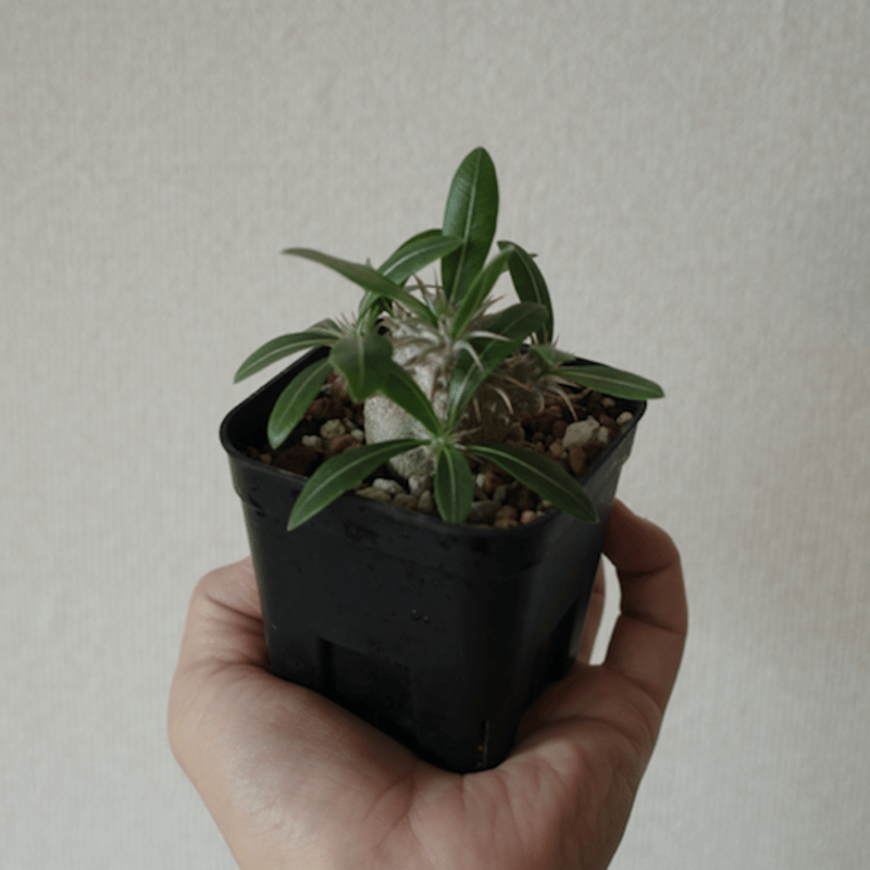 デンシフローラム　ムチムチ　特大4株セット デンシフローラム ムチムチ 特大4株セット パキポディウム デンシ