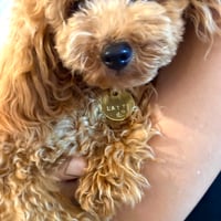 name charm 犬用