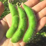 あけぼ大豆ストア