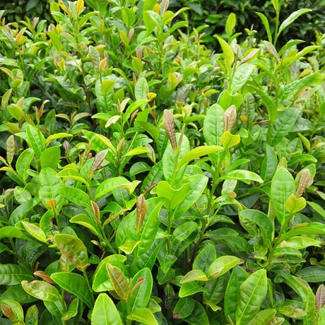 在来茶のほうじ茶（パウダー１kｇ）＜冷蔵配送＞