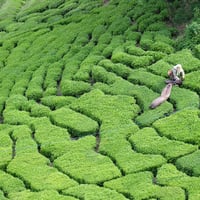 森の新茶セット（2026）数量限定50セット