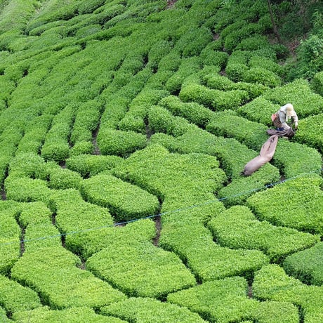 森のほうじ茶（リーフ・120ｇ）＜お徳用＞