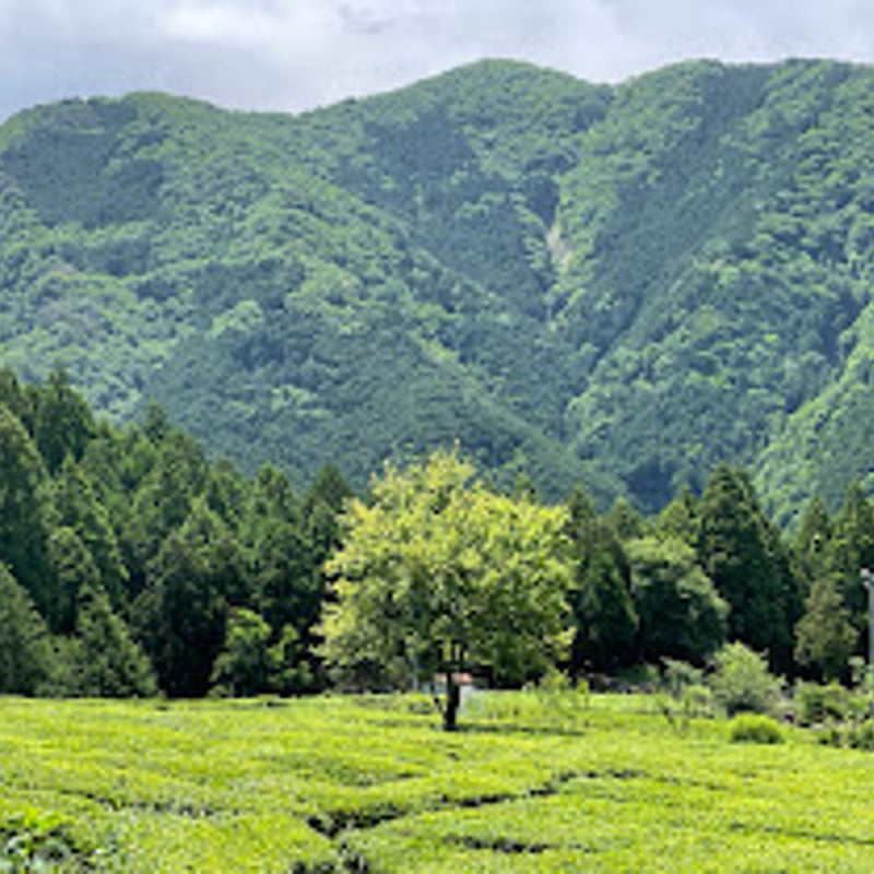 森のほうじ茶（ティーバッグ 1.8g×16p） | 森本工房