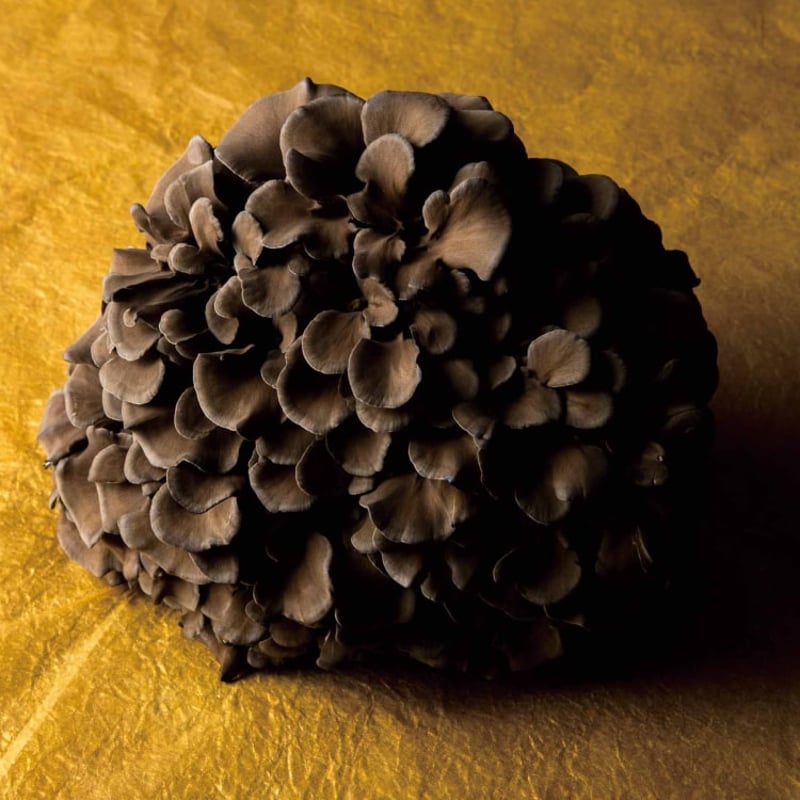 ベルダ社製マイタケタブレット MXフラクション（錠剤）KUROマイタケ