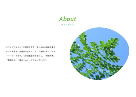 【おトクな定期便】鹿児島てらすファームのモリンガパウダー(知覧茶製法・朝摘み）