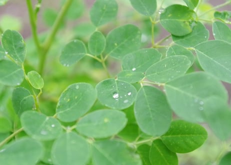 【おトクな定期便】毎日のモリンガ緑茶