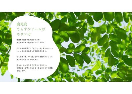 鹿児島てらすファームのモリンガパウダー（知覧茶製法・朝摘み）　1ヵ月セット