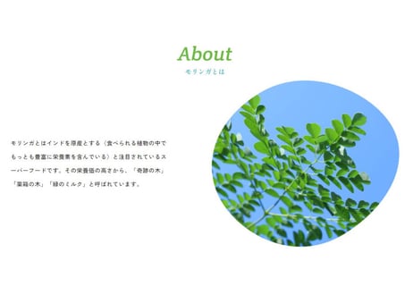 鹿児島てらすファームのモリンガパウダー（知覧茶製法・朝摘み）　1ヵ月セット