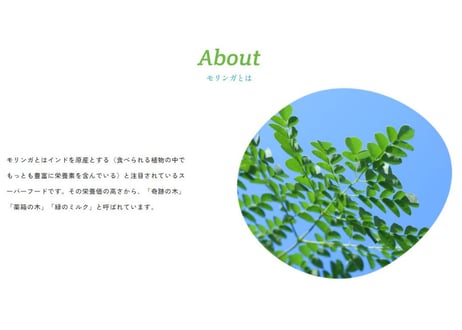 鹿児島てらすファームのモリンガパウダー（知覧茶製法・朝摘み）　1週間おためしセット