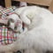 猫スペースきぶん屋正会員 ☆クレジットカード毎月引き落とし用☆