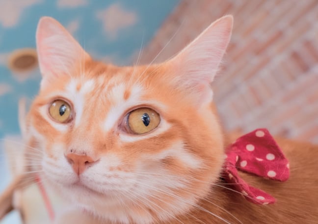 変えてみよう！