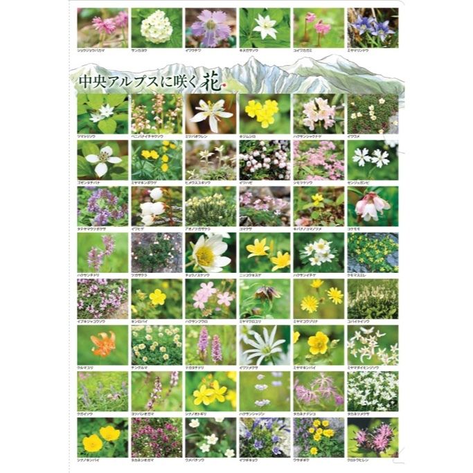 中央アルプスに咲く花 | 株式会社フォト信州
