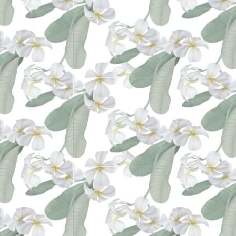 plumeria