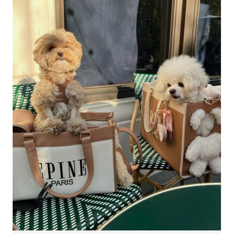 épine pets bear bag(5color) | épine épine pets bear bag(5color) | épine