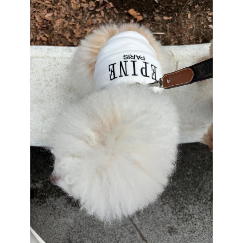 エピヌ　epine　犬　犬服 épine pets PARIS tee | épine