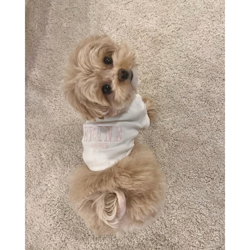 エピヌ　epine　犬　犬服 épine pets PARIS tee | épine