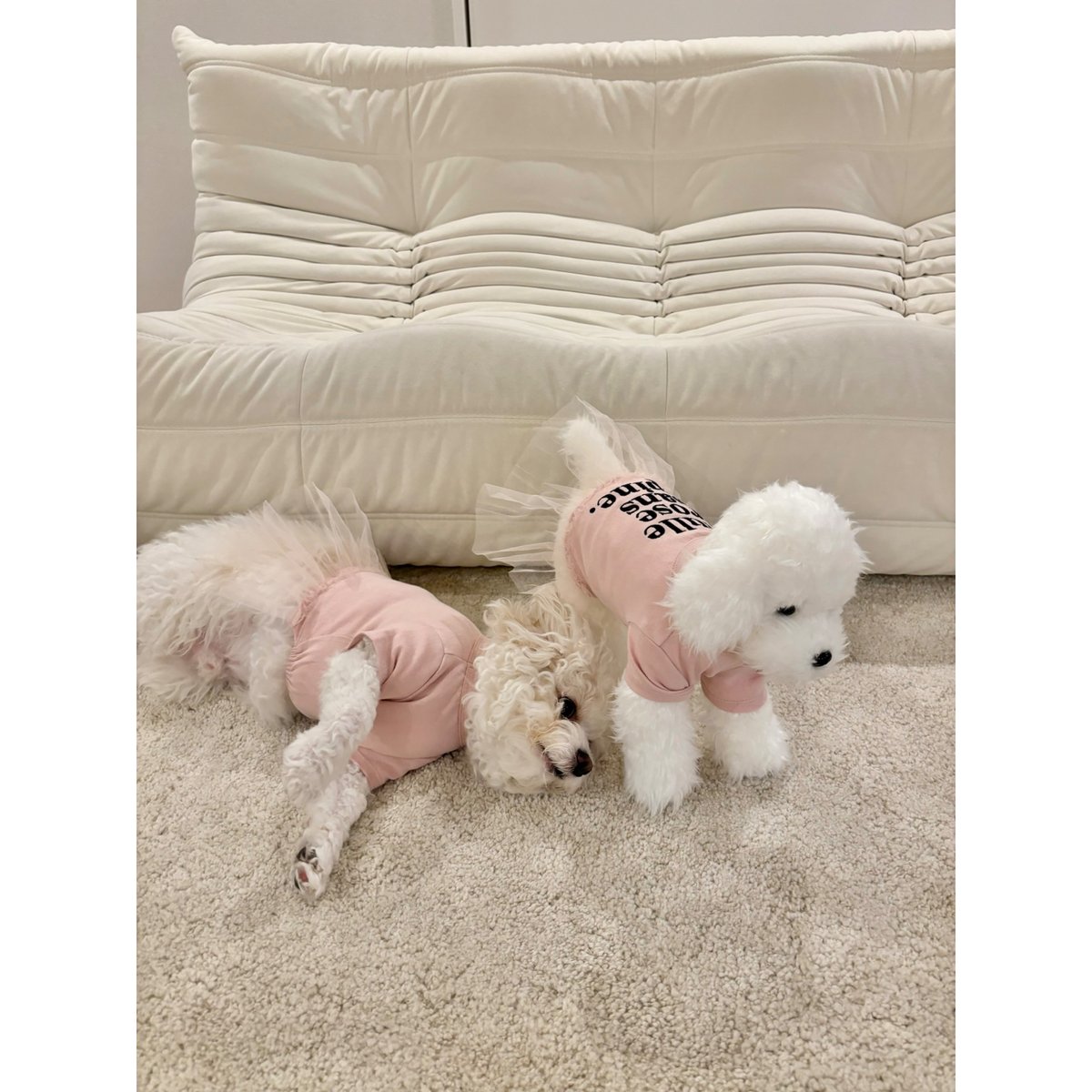 エピヌ　epine　犬　犬服 エピヌ epine 犬 犬服 épine pets PARIS tee | épine