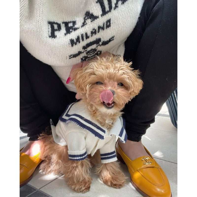 エピヌepine犬犬服