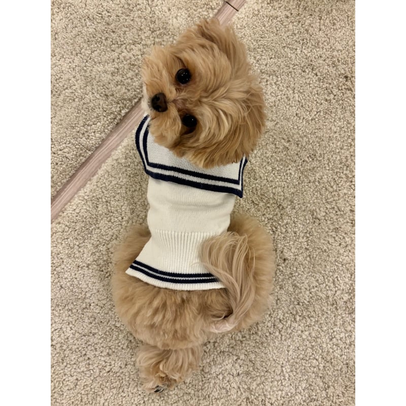 エピヌ　epine　犬　犬服 épine pets PARIS tee | épine