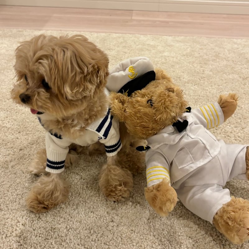 エピヌ　epine　犬　犬服 épine pets PARIS tee | épine