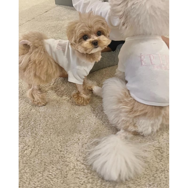 エピヌ　epine　犬　犬服 épine pets PARIS tee | épine