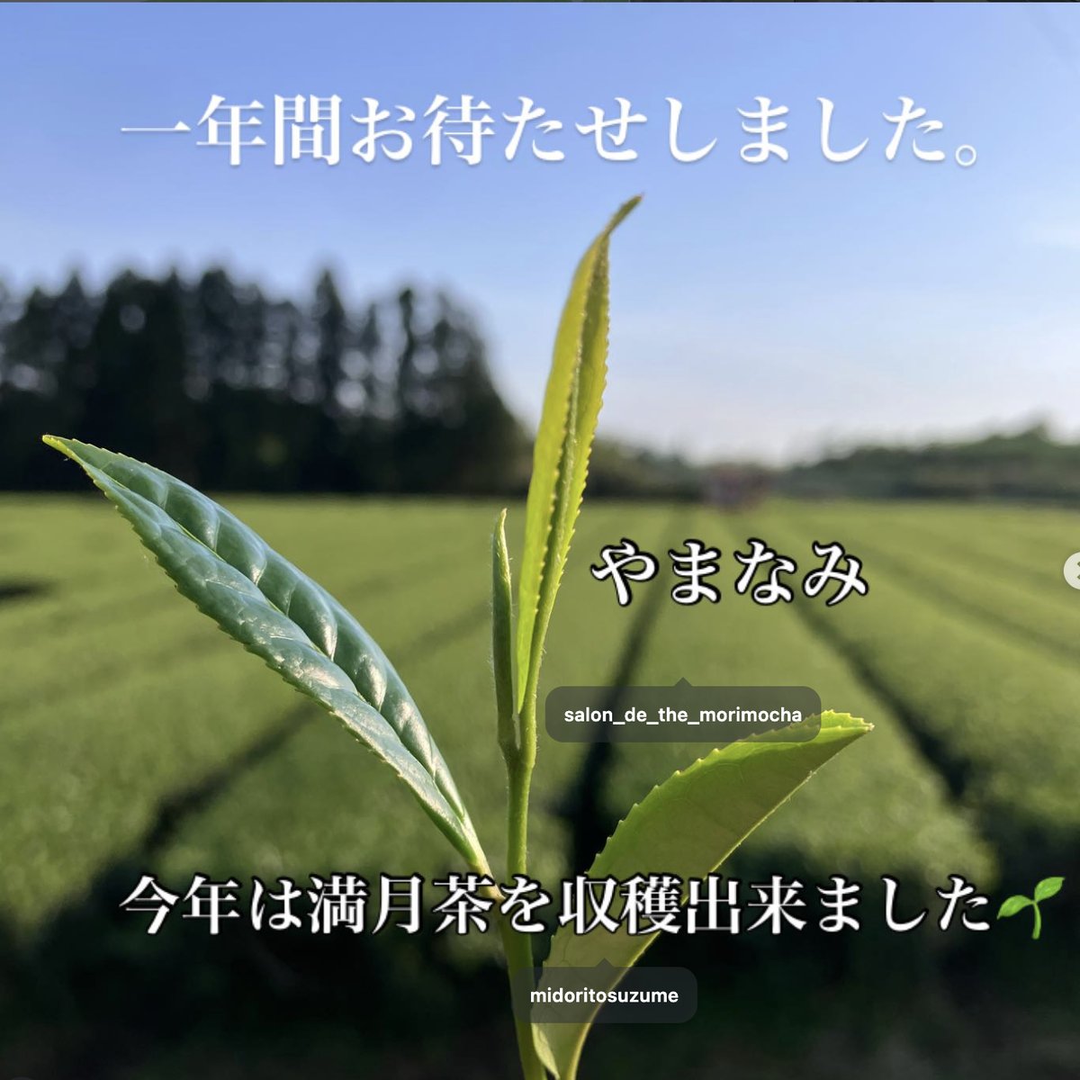 満月茶】満月の日に摘んだお茶 | 宮崎県新富町オーガニックお茶農家