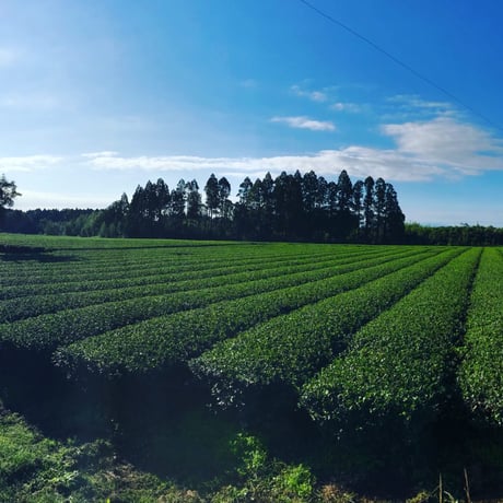 宮崎品種-やまなみ焙じ茶-30g