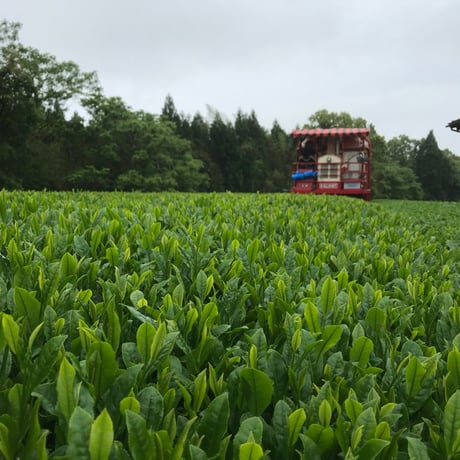 かなやみどり紅茶-30g