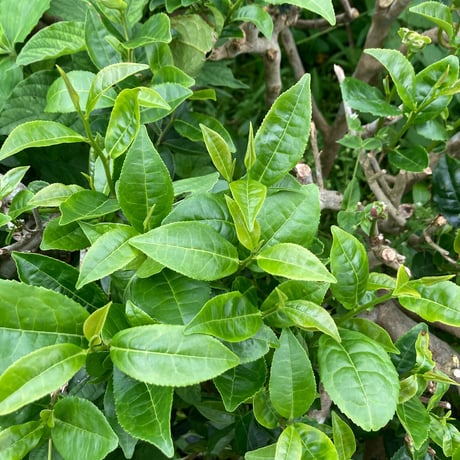 宮崎品種-みなみさやか紅茶-30g