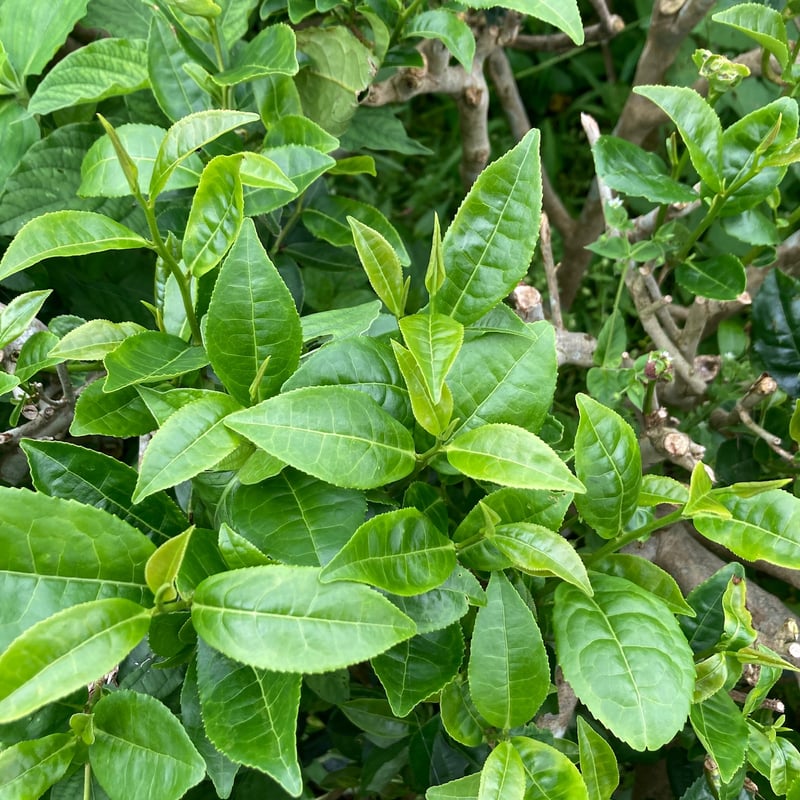宮崎品種-みなみさやか煎茶-50g | 宮崎県新富町オーガニックお茶農家